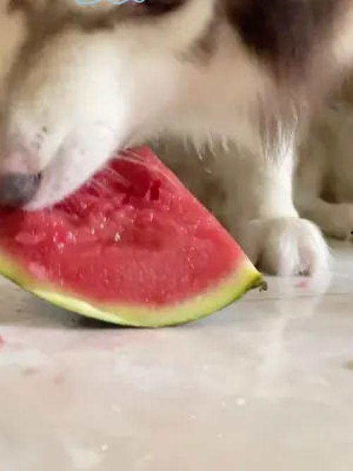 网红吃瓜狗,揭秘娱乐圈幕后真相