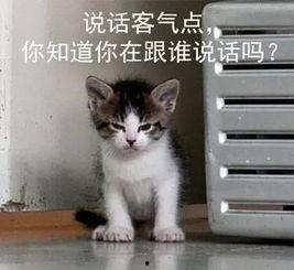 吃瓜娱乐的喵哥是谁啊图片,吃瓜娱乐界的神秘喵星人